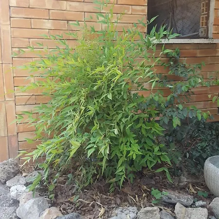 Gagliardi House Nocleg ze śniadaniem