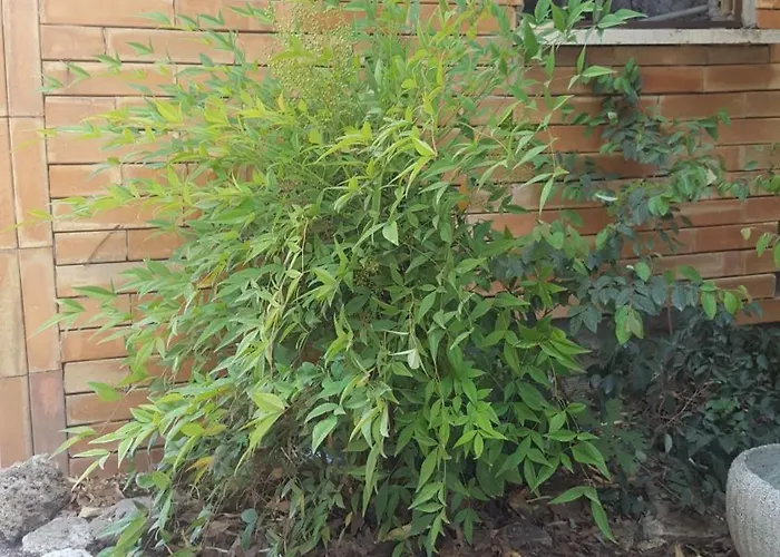 Gagliardi House Bed & Breakfast